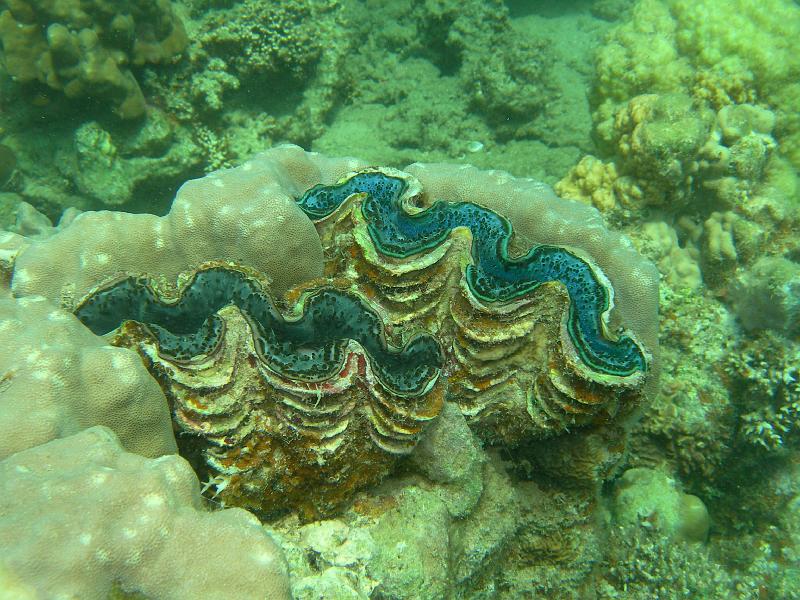 MANGROVE 07  2008 319.jpg